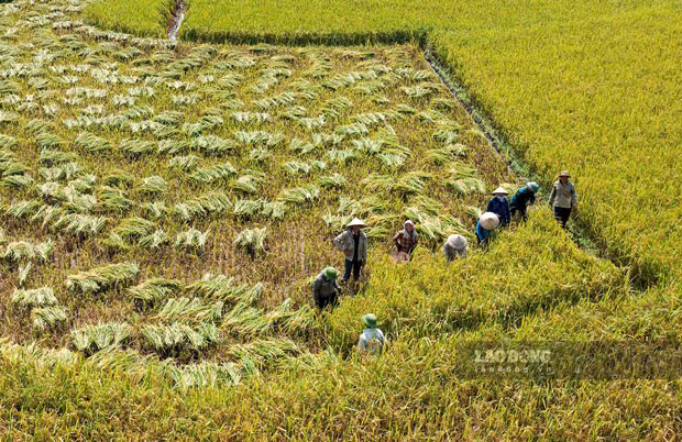 Với 12 sào ruộng, chị Đỗ Thị Huyền, thôn Lâm Tiến, xã Mường Vi cho biết: “Từ khi cấy giống lúa Séng Cù năng suất mang lại rất tốt, giá thành lại cao. Nhờ thế mà gia đình tôi thoát nghèo, con cái được ăn học đầy đủ”.