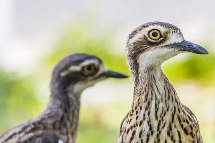Hai chú chim curlew đá bụi, một loài đặc hữu ở Australia, dường như thích chụp ảnh nghiêng hơn là nhìn thẳng vào máy ảnh. Ảnh: Frédéric Grimaître.