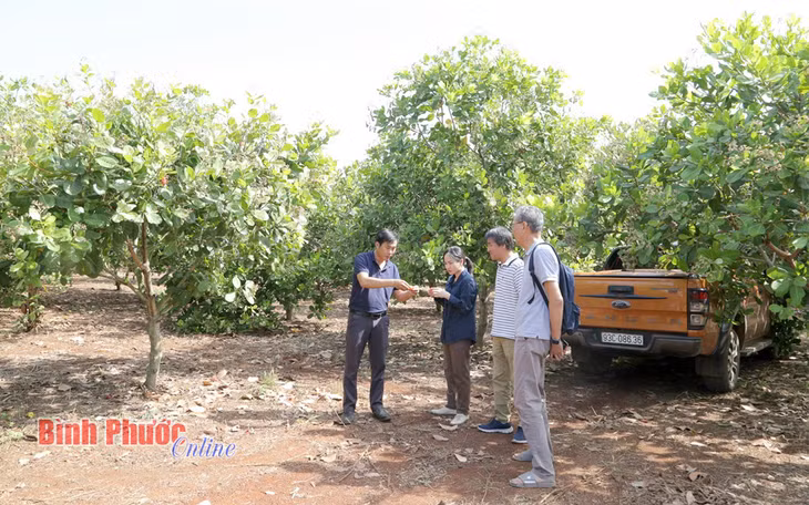 Các chuyên gia của Công ty Futaba Sankyo (Nhật Bản) nghiên cứu quá trình cải tạo đất tại vườn điều của Hợp tác xã nông nghiệp sạch Hòa Phú