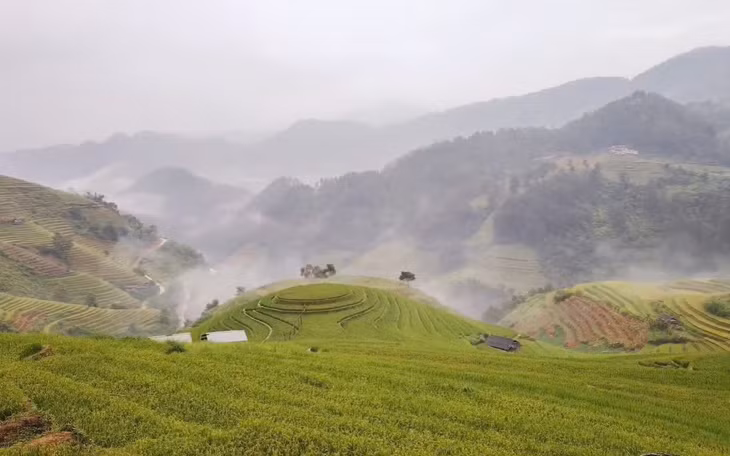 Ghi nhận tại ruộng bậc thang “đồi mâm xôi” ở Mù Cang Chải, lúa đang dần chuyển vàng, dự kiến sẽ chín vàng từ cuối tháng 9. Ảnh được chụp vào sáng nay, 16-9. Ảnh: Hờ Sinh