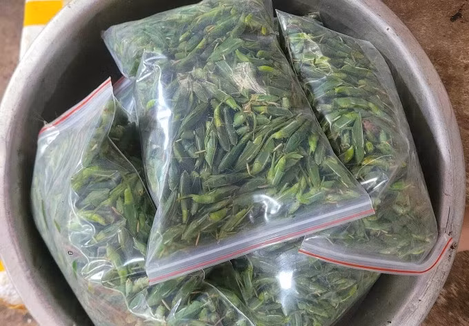 Muỗm xanh được chị Nga đóng gói để giao cho khách. Ảnh: Đinh Nga