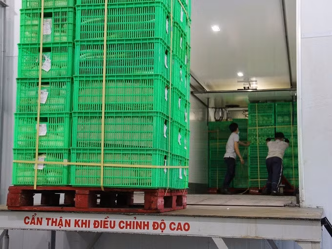 Rau, củ được xếp lên xe lạnh tại một trạm trung chuyển tại Lâm Đồng, ngày 11/9. Ảnh: Thi Hà