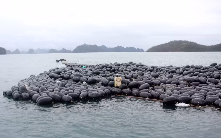 Phao HDPE trong nuôi trồng thủy sản bị bão số 3 đánh trôi trên biển. Ảnh: Mạnh Trường