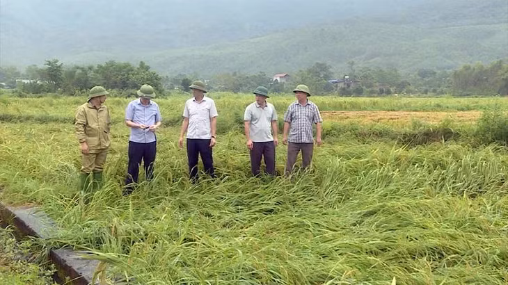 Lãnh đạo Sở Nông nghiệp và Phát triển nông thôn tỉnh Tuyên Quang và huyện Sơn Dương kiểm tra diện tích lúa bị thiệt hại.