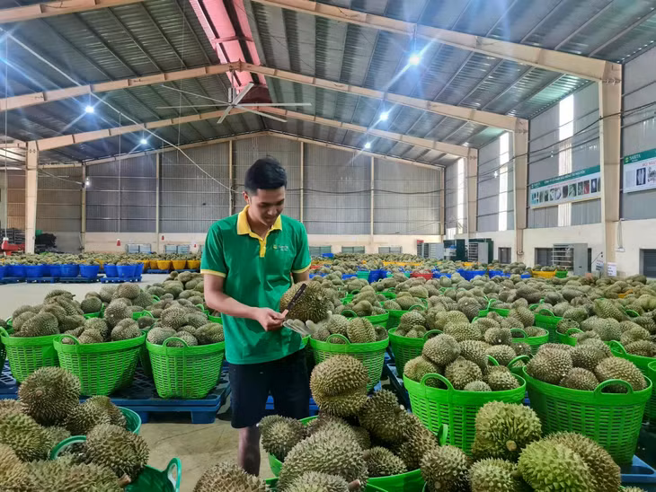 Hiện, Trung Quốc chưa yêu cầu đối với mỗi lô hàng xuất khẩu có phiếu phân tích về ATTP và kiểm soát về lạnh. Ảnh: Minh Quý