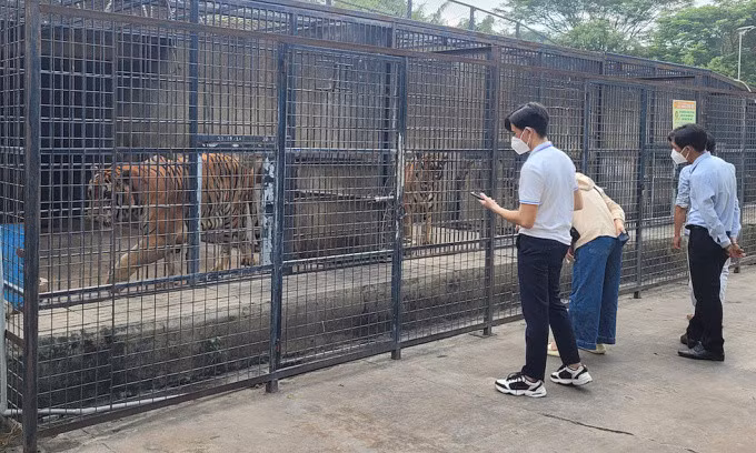 Cơ quan chức năng kiểm tra vườn nuôi hổ ở Vườn Xoài, sáng 2/10. Ảnh: Phước Tuấn