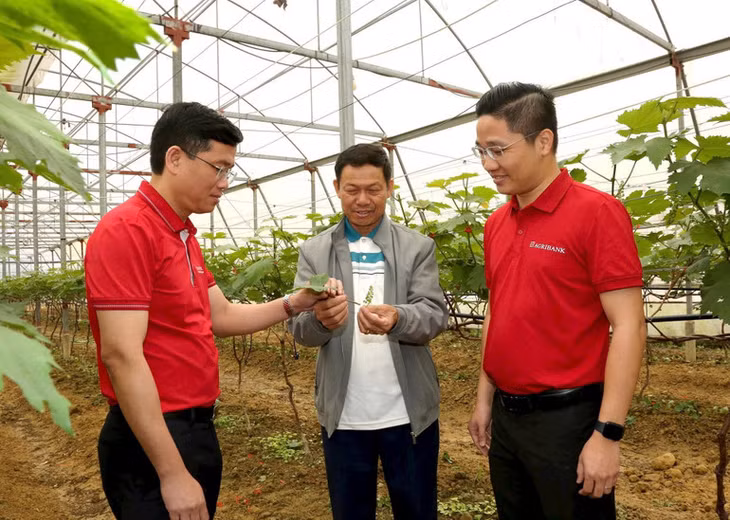 Mô hình nông nghiệp công nghệ cao tại Hà Tĩnh có trợ lực từ vốn vay của ngân hàng.