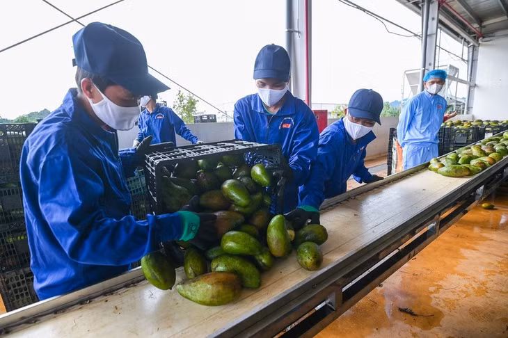 Một trong những công đoạn tại dây chuyền chế biến hoa quả của DOVECO Sơn La. Ảnh Tùng Đinh