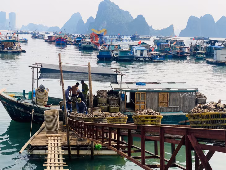Ngư dân phấn khởi thu hoạch sản phẩm nhuyễn thể xuất bán đầu năm 2025.