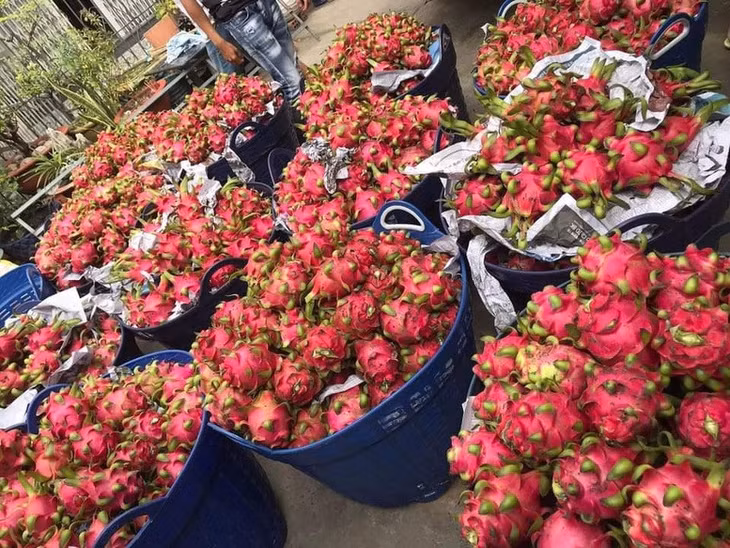 Doanh nghiệp cần chủ động hợp tác với nông dân để xây dựng vùng trồng đạt chuẩn - Ảnh: VGP/Đỗ Hương