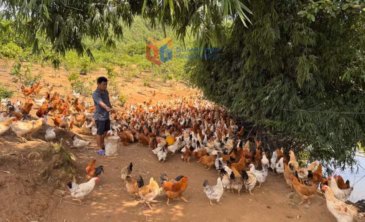 Mô hình chăn nuôi gà thả vườn của hộ anh Bế Văn Lỵ (thôn Hồng Phong, xã Tiên Yên) cho thu nhập trên 200 triệu đồng/năm.
