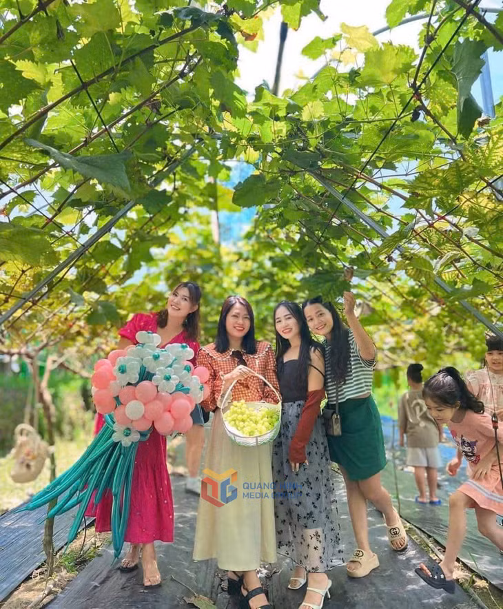 Du khách thích thú trải nghiệm hái quả tại vườn nho sữa.