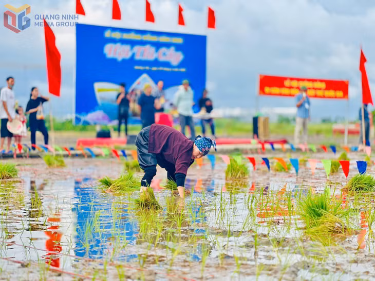 Các đội cấy được tuyển chọn và tổ chức luyện tập, đảm bảo thể hiện đúng kỹ năng, kỹ thuật và tinh thần thi đua sản xuất của cư dân nông nghiệp truyền thống.