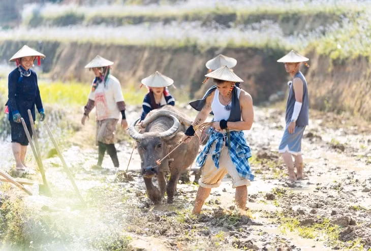 Các nghệ sĩ cày ruộng cùng trâu trong Gia đình Haha - Ảnh: BTC