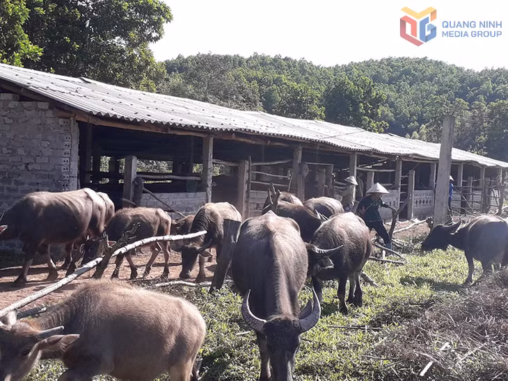 Khu vực chuồng trại gia súc tập trung của thôn Hà Dong Bắc, xã Hải Lạng 