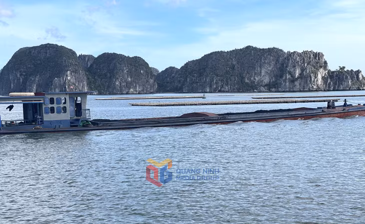 Tại Km10 luồng Cái Tắt, khu vực giáp danh giữa phường Hà An và Tuần Châu, hành lang ATGT đường thủy đang bị xâm phạm bởi hàng chục lồng bè .