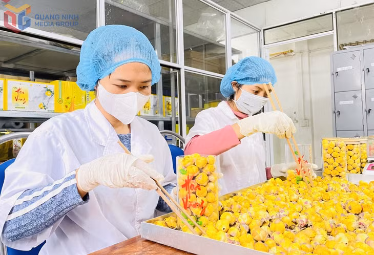 Chế biến, hoàn thiện sản phẩm trà hoa vàng OCOP 5 sao quốc gia tại Công ty CP Kinh doanh lâm sản Đạp Thanh. Ảnh: Minh Đức