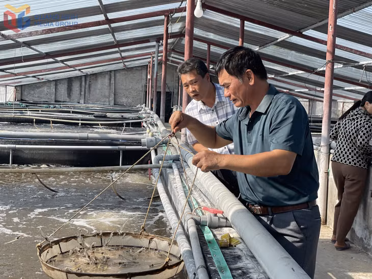 Mô hình nuôi tôm thương phẩm của ông Phạm Văn Đỗ (xã Hải Ninh) cho lợi nhuận khoảng 1 tỷ đồng mỗi năm.