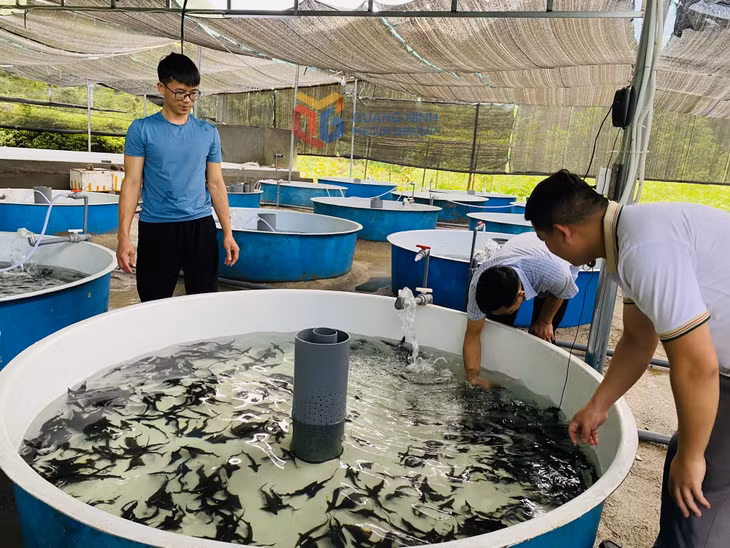 Bể nổi trong nuôi cá tầm nước lạnh có nhiều ưu điểm tận dụng tối đa diện tích, dễ di chuyển.