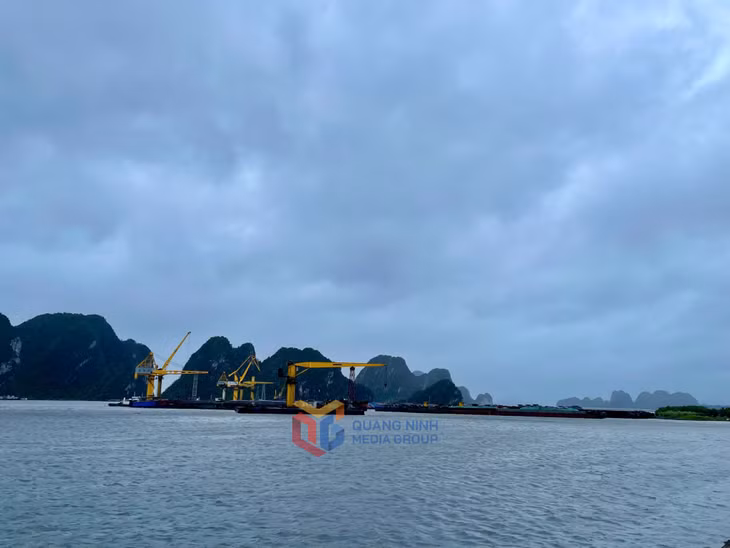 Tàu bè neo đậu tại bến Vũng Đục, phường Cẩm Phả được sắp xếp gọn gàng, đảm bảo an toàn trước ảnh hưởng của bão số 3.