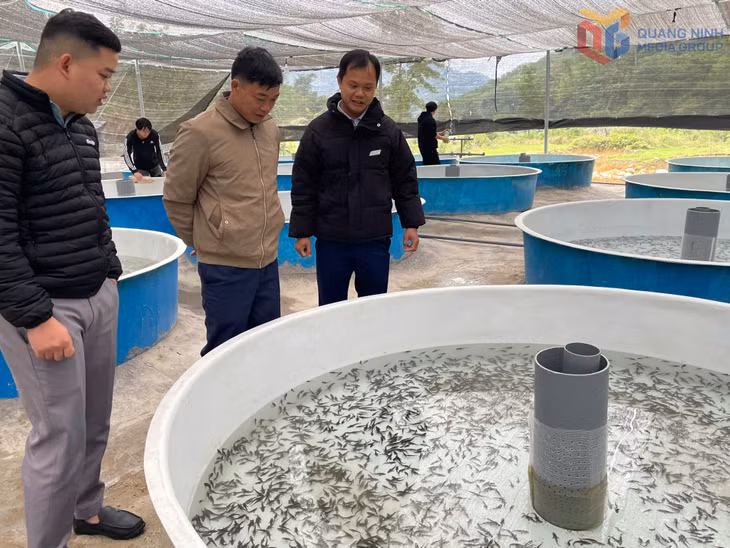 Mô hình nuôi cá tầm giống của gia đình ông Chạc A Sặp, xã Quảng Lâm, huyện Đầm Hà (nay là xã Quảng Tân) mang lại giá trị kinh tế cao.