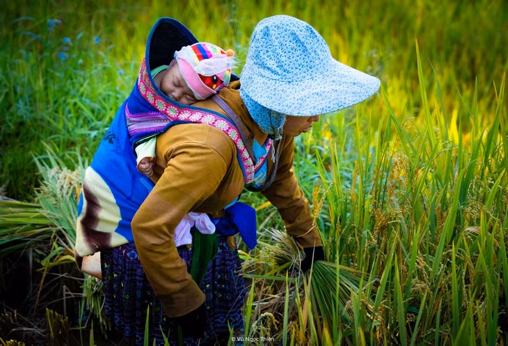 Mẹ ra đồng từ sáng sớm khi em bé còn ngủ say