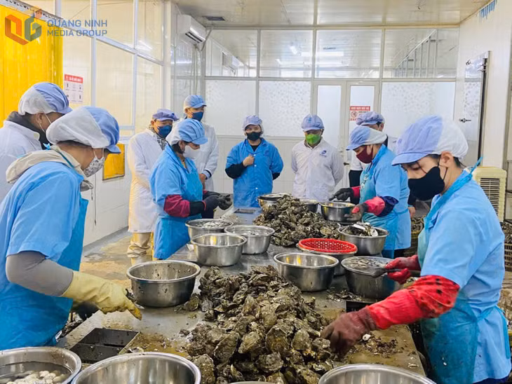 Đoàn liên ngành số 2 về ATTP kiểm tra tại Công Ty TNHH Sản xuất và Thương mại thủy sản Quảng Ninh (BAVABI Seafood), tháng 4/2025.