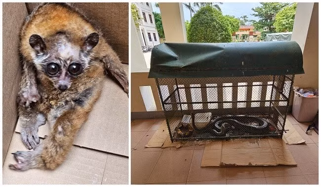 3 cá thể động vật thuộc danh mục nguy cấp, quý hiếm tại cơ quan công an. Ảnh: Công an Nghệ An
