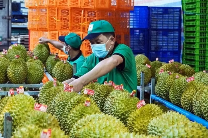 Xuất khẩu sầu riêng tươi có khả năng phục hồi từ quý III năm nay