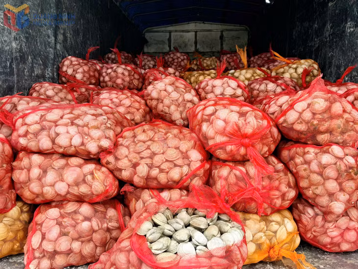 9.100kg ngao không rõ nguồn gốc, xuất xứ bị QLTT thu giữ ngày 28/6/2025.