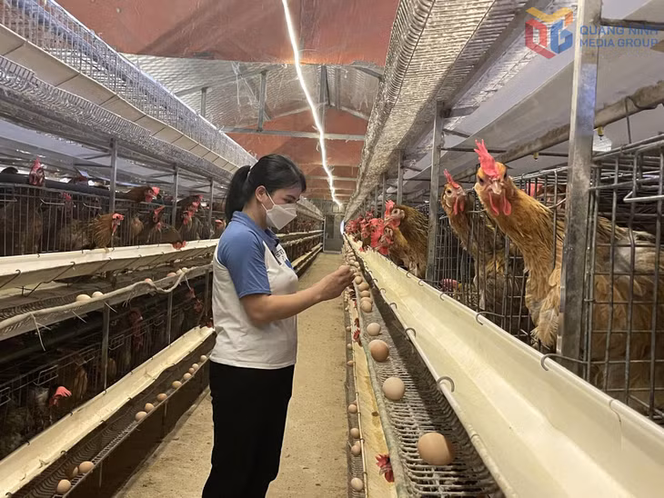 Gà Tiên Yên là sản phẩm được người dân tin dùng.
