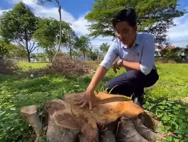 Người dân tiếc nuối vì nhiều cây xanh bị cưa hạ. Ảnh: Thanh Tuấn