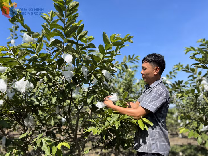 Ổi Đài Loan