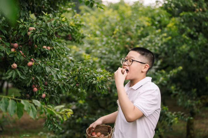 Du khách đến Mộc Châu muốn tự tay hái mận, ăn và mua tại vườn có thể đến các vườn mận ở thung lũng Nà Ka, Tân Lập, Bản Ôn, Mu Náu...