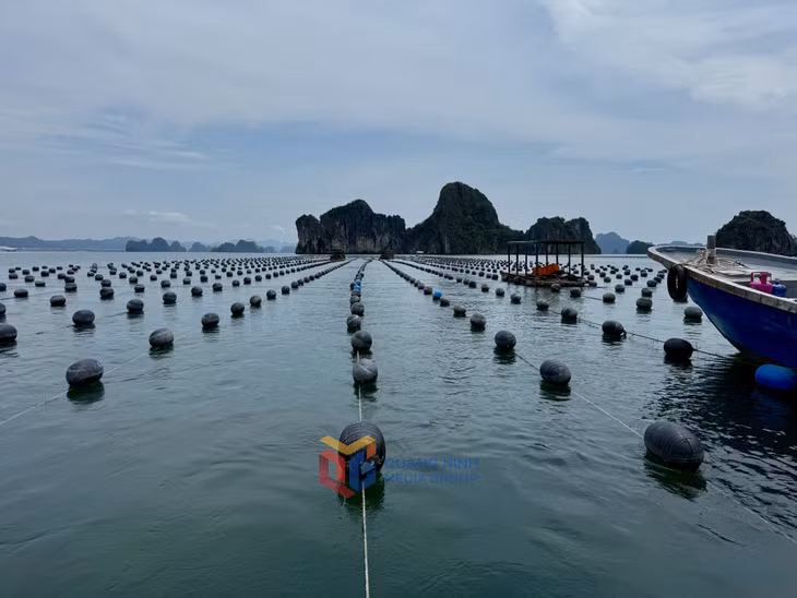 6 tháng đầu năm 2025, giá trị sản xuất của khu vực I nông – lâm – thủy sản của Đặc khu Vân Đồn đạt hơn 1.670 tỷ đồng.