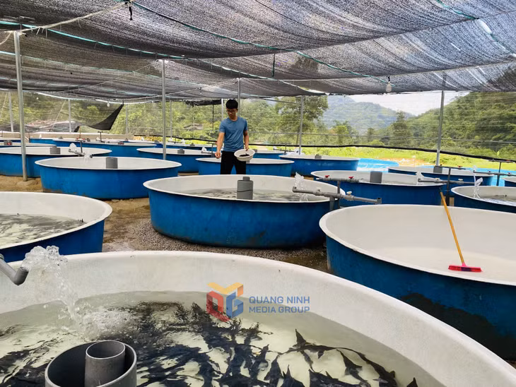 Sau gần 2 năm đã làm chủ kỹ thuật, anh Vũ Đình Hảo tiếp tục đầu tư thêm 86 bể nổi để nuôi cá tầm giống và thương phẩm.
