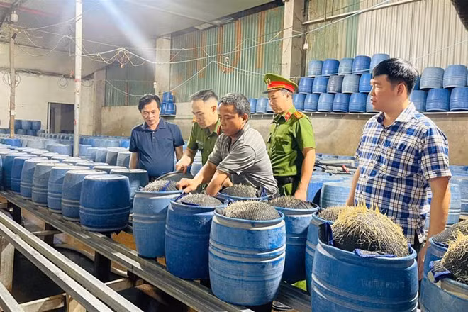 Hàng trăm tấn giá đỗ sản xuất bằng hóa chất độc hại được tuồn ra thị trường. Ảnh: Công an cung cấp