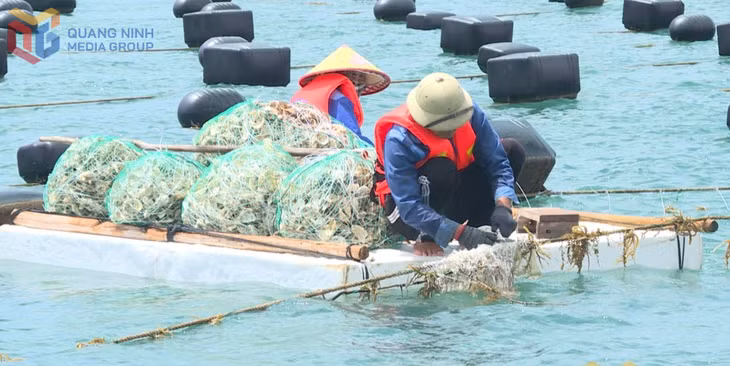Công nhân tiến hành xuống giống hàu tại vùng biển đặc khu Vân Đồn. Ảnh: Hải Hà