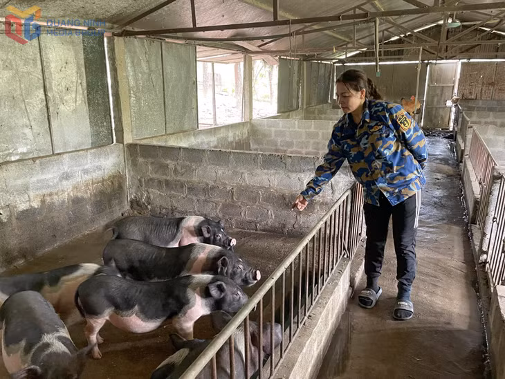 HTX nông nghiệp hữu cơ An Lộc là một trong những cơ sở chăn nuôi lợn Móng Cái quy mô lớn tại xã Hải Ninh.