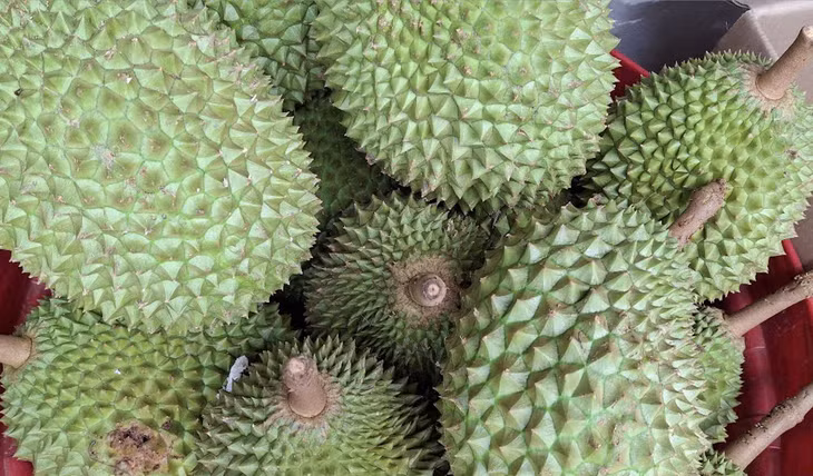 Xuất khẩu sầu riêng phục hồi, kéo kim ngạch xuất khẩu rau quả tăng trưởng dương. Ảnh: TA
