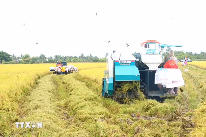 Thu hoạch lúa chất lượng cao tại Cần Thơ. (Ảnh: Thu Hiền/TTXVN)