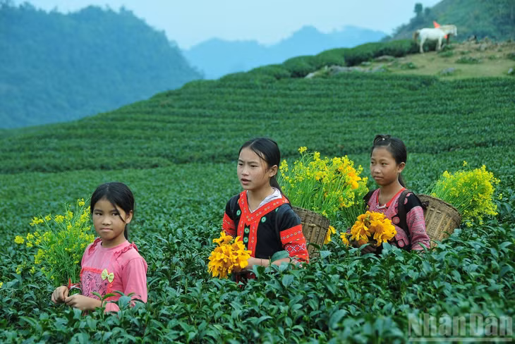 Những em bé người dân tộc bên những đồi chè xanh mướt trải dài bất tận ở Mộc Châu.