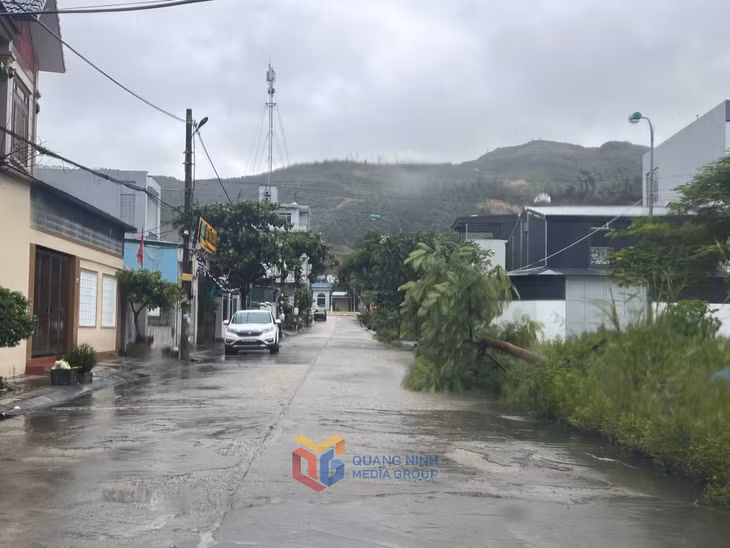 Tại một số tuyến đường phường Quang Hanh, Cẩm Phả, bão làm đổ một số cây, tuy nhiên không ảnh hưởng đến đi lại của người dân.