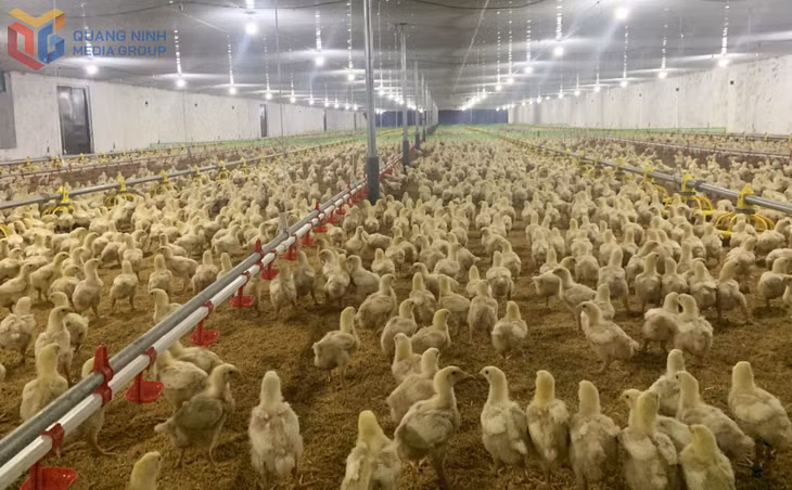Trang trại chăn nuôi gà của gia đình ông Nguyễn Tôn Quyền, thôn Khe Sú, phường Yên Tử sử dụng trấu để làm đệm lót sinh học. 