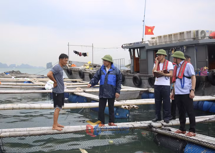 Đồng chí Cao Tường Huy, Bí thư Đảng uỷ, Chủ tịch HĐND Đặc khu Vân Đồn kiểm tra khu vực nuôi bè và vận động người dân lên bờ tránh trú bão an toàn.