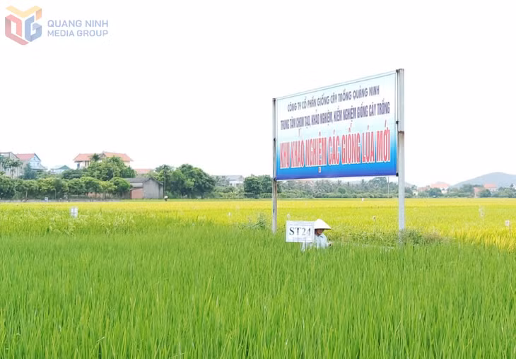 Khu vực trồng thử nghiệm các giống lúa của Công ty CP Giống cây trồng Quảng Ninh. Ảnh: Minh Đức