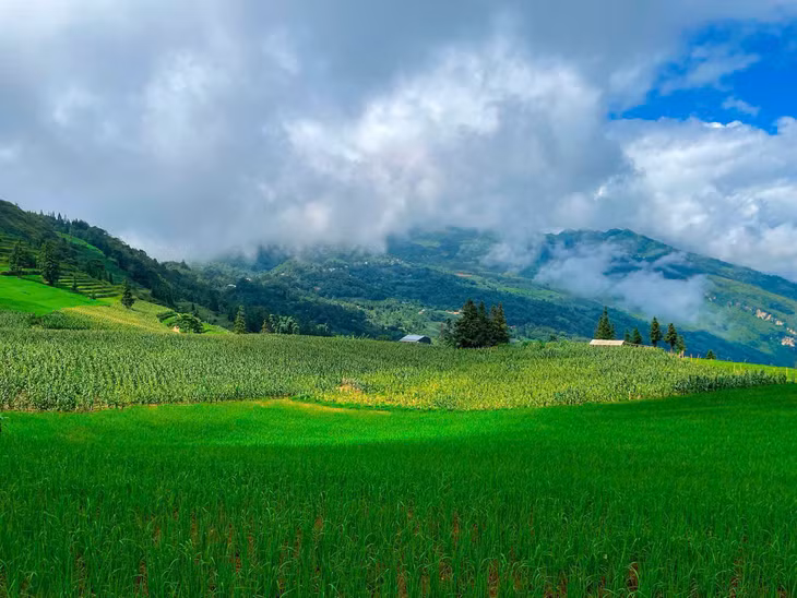 Mùa thu, hoa tam giác mạch nở rộ, mây bay trên nền trời trong xanh. Mùa đông, khu vực phủ sương, tạo cảm giác tĩnh lặng, lạnh giá. Ảnh: Đức Đen