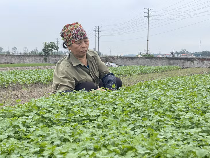 Nông dân phường Hiệp Hòa chăm sóc rau.