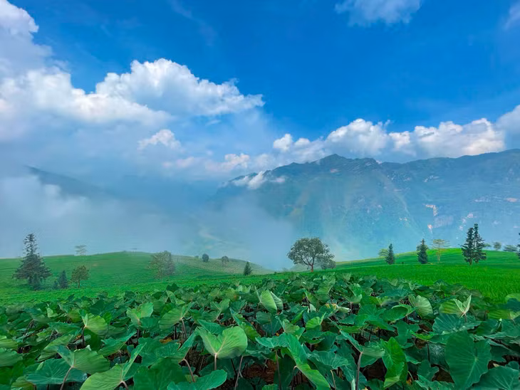 Theo anh Đức Đen, người dân địa phương, buổi sáng tại Suôi Thầu se lạnh, "biển mây" cũng thường xuất hiện dày. Ảnh: Đức Đen