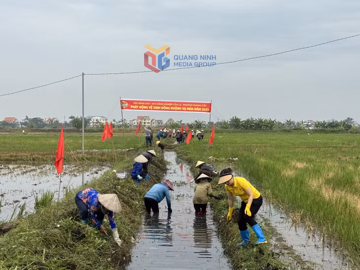 Hội Nông dân phường Phong Cốc ra quân dọn vệ sinh đồng ruộng vụ mùa năm 2025.
